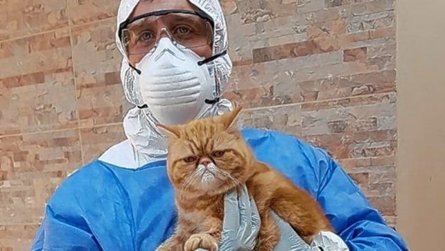 El equipo de la Facultad de Ciencias Veterinarias (UNLP) liderado por Nadia Fuentealba y Javier Panei y el equipo del IMSaTeD (UNSE-CONICET) a cargo de Fernando Rivero y David Di Lullo, investigan el rol de las mascotas en la infección de COVID-19 desde el surgimiento de la pandemia.