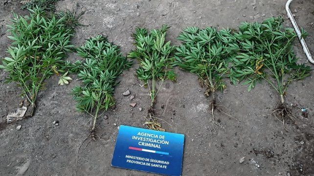 Las plantas de marihuana que fueron secuestradas 