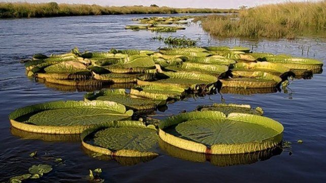 Conexión con la naturaleza. Las vacaciones en Santa Fe están llenas de actividades de descubrimiento de la fauna y flora de las islas del Paraná.