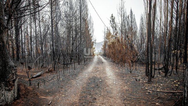 El resultado de los incendios forestales en la zona de El Bols&oacute;n.