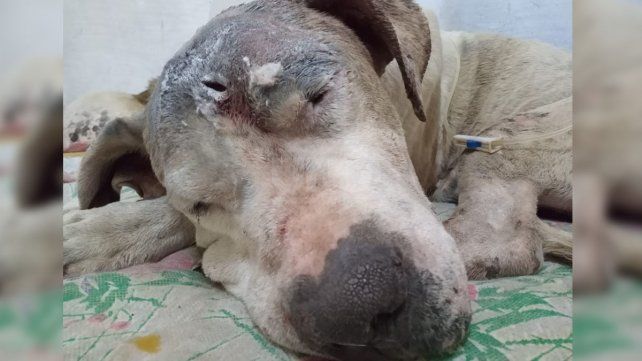 Así esta hoy el dogo, luego de recibir la atención veterinaria necesaria. 