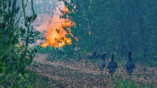 Los animales autóctonos son rescatados y curados tras los incendios en Corrientes.