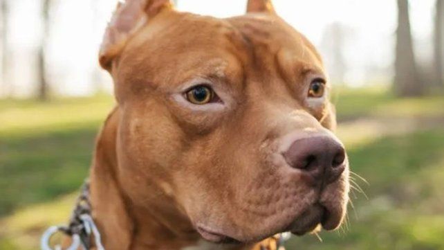 Perro de raza pitbull.&nbsp;