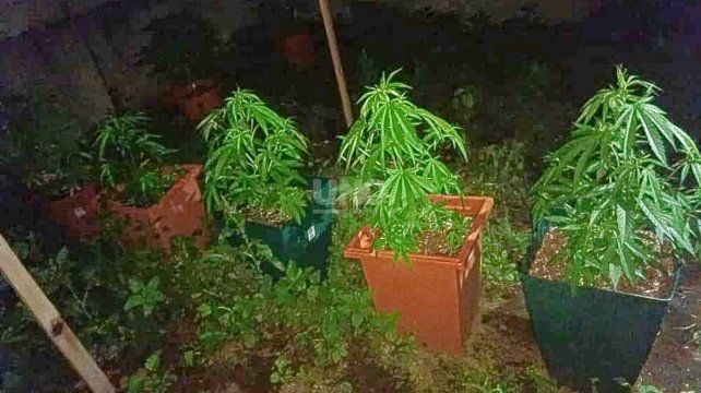 Las plantas y plantines de marihuana que se encontraron el lugar. 