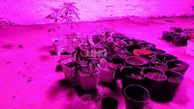 Las plantas y plantines de marihuana que se encontraron el lugar. 