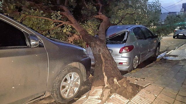 Árboles caídos en la ciudad por los fuertes vientos 