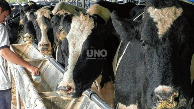 La provincia de Santa Fe aporta el 29 por ciento de la producci&oacute;n de leche a nivel nacional y m&aacute;s del 30 por ciento de las exportaciones l&aacute;cteas.