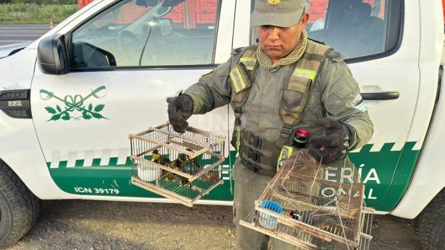 Se rescataron en total 166 ejemplares de fauna silvestre, entre ellos, nueve cabecitas negras y un picotero de collar.