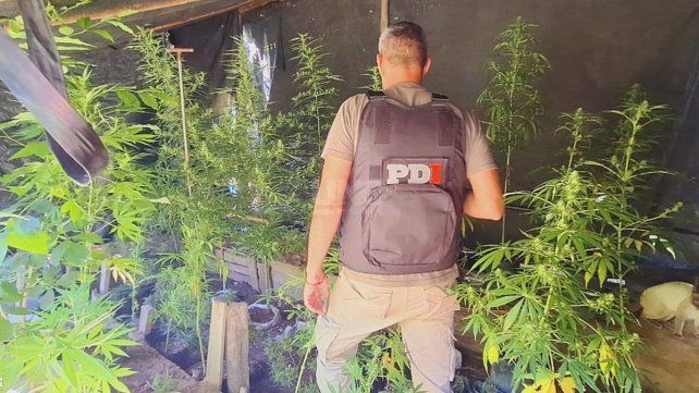 Lo detuvieron por violencia de género y le descubrieron una plantación de marihuana 