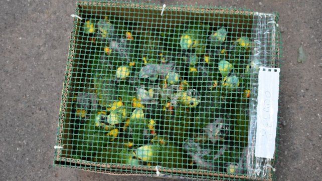 En un control en la ruta nacional 34 Gendarmería secuestro 401 aves y tortugas, traídas desde el norte para vender en Buenos Aires