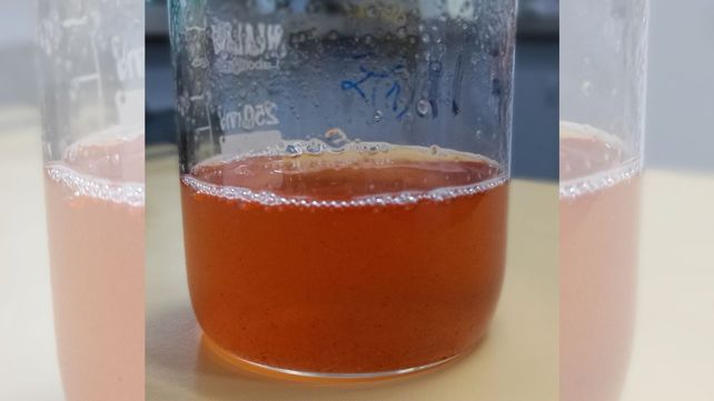 Desarrollan en Santa Fe un alimento a base de gelatina con beneficios para huesos, articulaciones, piel y cabello Desarrollan en Santa Fe un alimento a base de gelatina con beneficios para huesos, articulaciones, piel y cabello