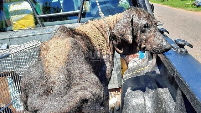 Una de las perras rescatadas tras la denuncia de maltrato animal. 